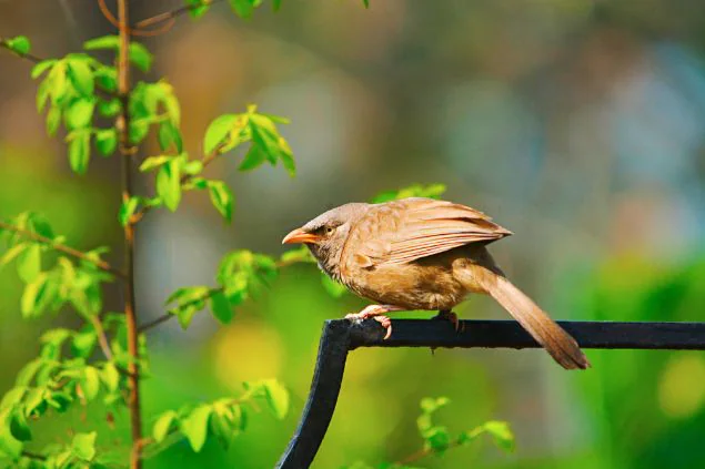Bird watching